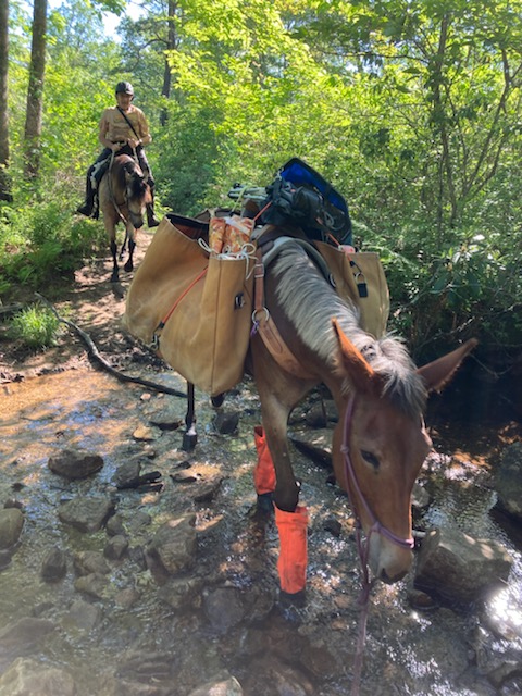 Mules crossing a creek to take aid to Peach Orchard